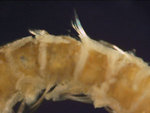 Scolelepis squamata